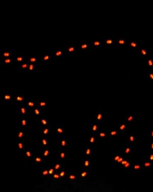 6' Walking Bear Holiday Light Display
