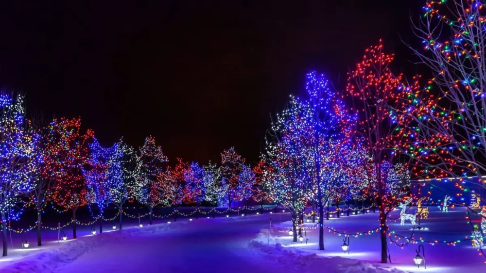 Colorful holiday-lit trees reflected in a pond at night