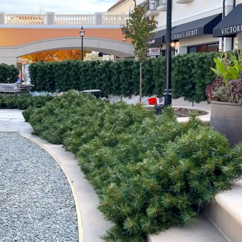 Landscaped walkway at outdoor shopping center