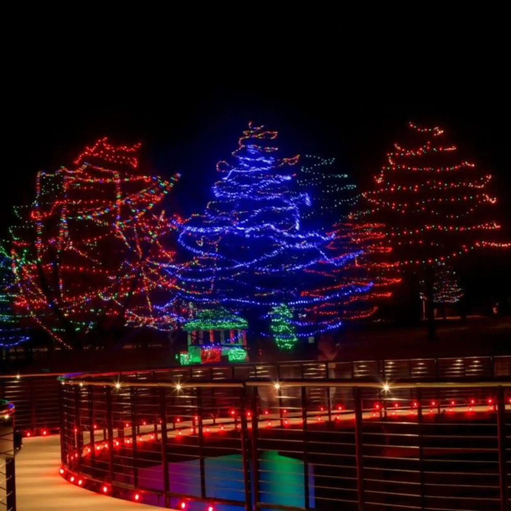 Colorful holiday lights on trees at night