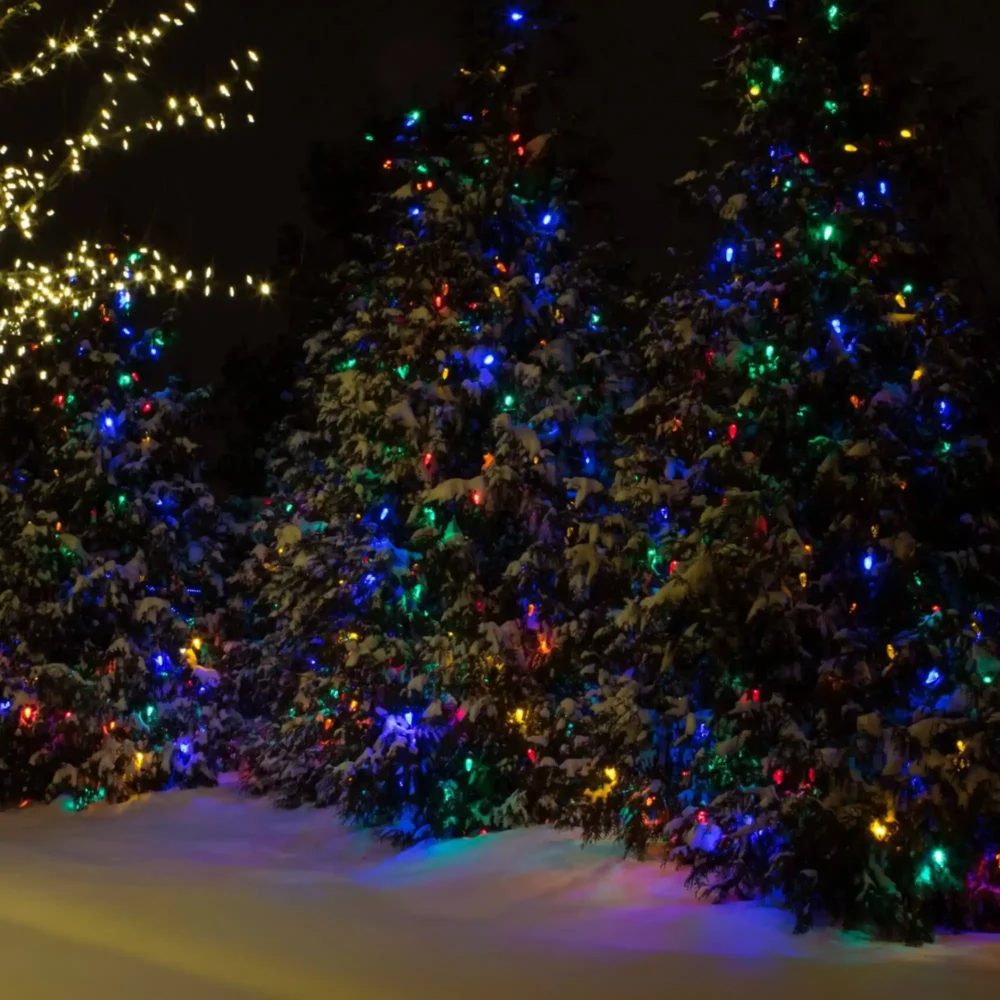 Snow-covered trees with colorful Christmas lights at night
