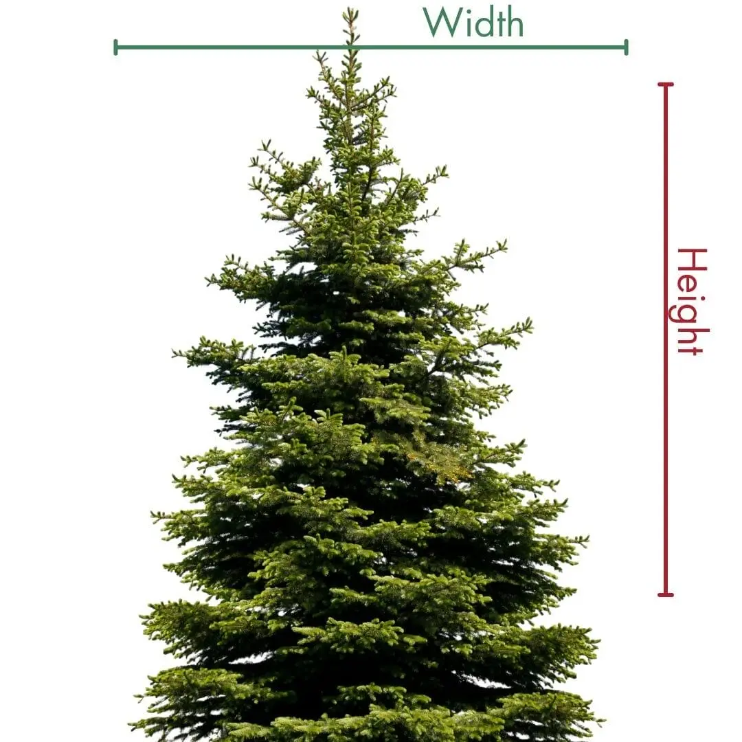 Evergreen tree with height and width markers