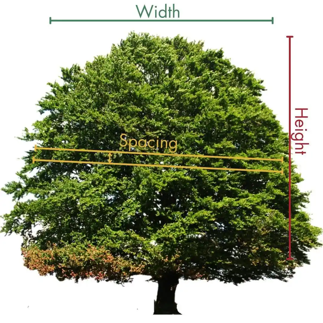Tree diagram showing width, height, and spacing